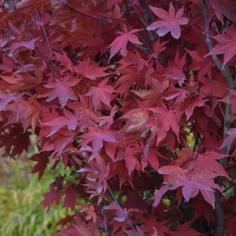 При чем здесь красный клен?