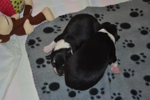 Как приучить бордер-колли не кусаться?