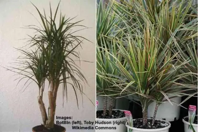 Как пересаживать драцену маргинальную?