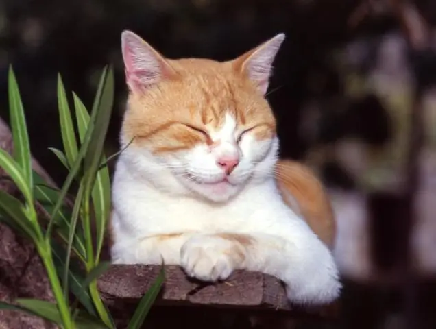 Вредны ли кошачьи лакомства для вашей кошки?