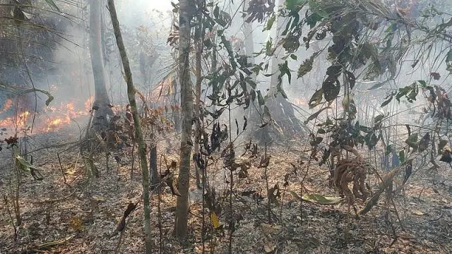 Что вы будете делать, если найдете детеныша скунса?