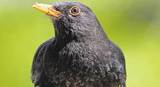 Как спасти раненую птицу?