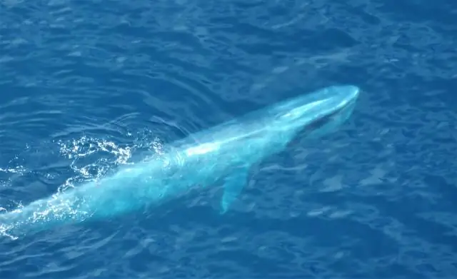 В чем разница между Вести и Скотти?