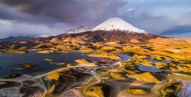 Где спят опоссумы Новая Зеландия?