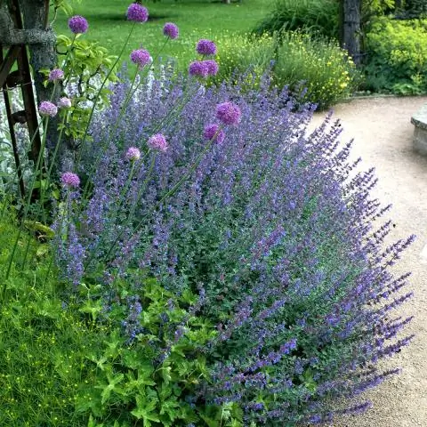 Как выглядит кошачья мята во время цветения?