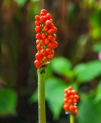 Индоксакарб токсичен для кошек?