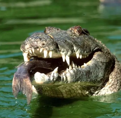Насколько силен укус аллигатора?