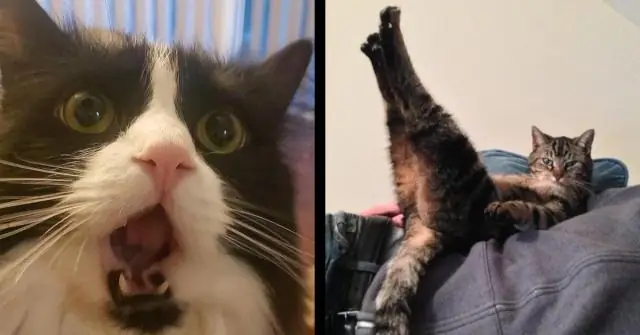 Как выглядит растение ним?