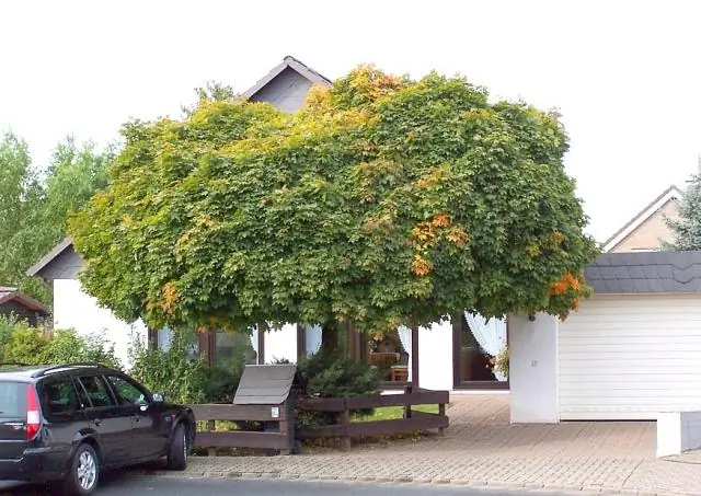 На каких деревьях гнездятся иволги?