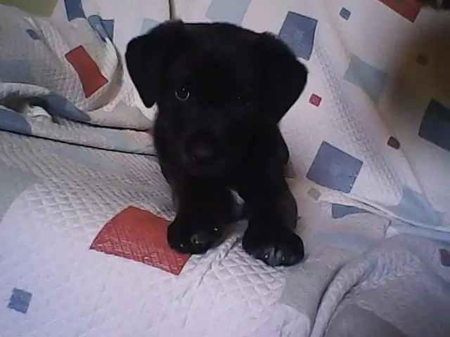 Кто смотрит на меня с собакой?