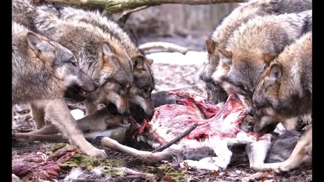 Как охотятся Туатары?