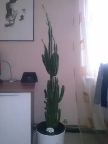 Какой самый большой орел?