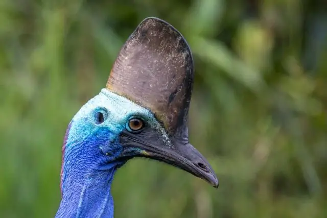 Могут ли голуби летать?