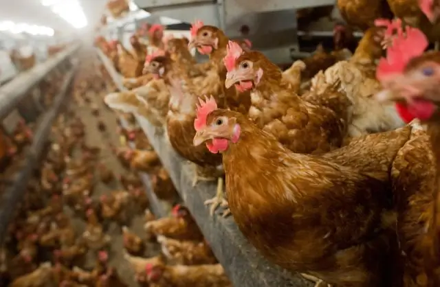 Сколько кур можно иметь в курятнике?