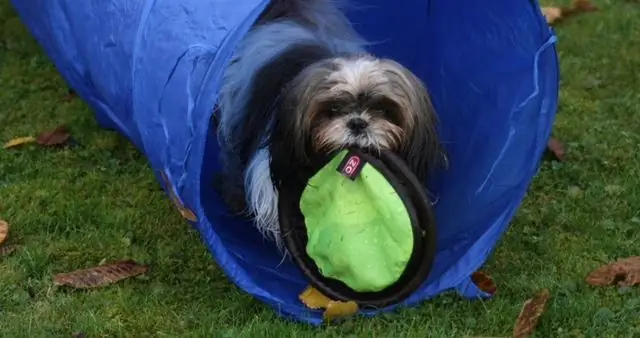 Как ухаживать за ши-тцу женского пола?