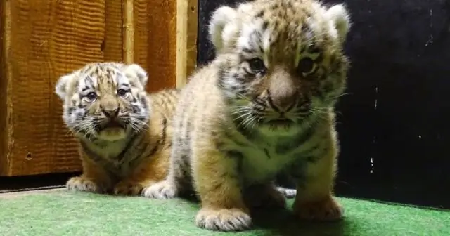 Нужен ли младенцам манеж?