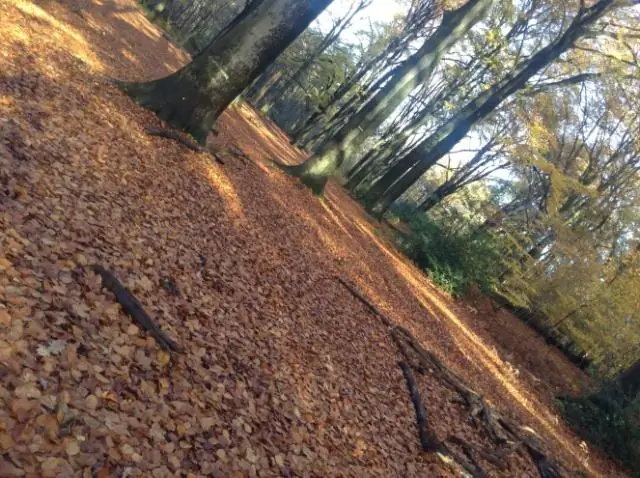 Как избавиться от блох в доме, не причинив вреда домашним животным?