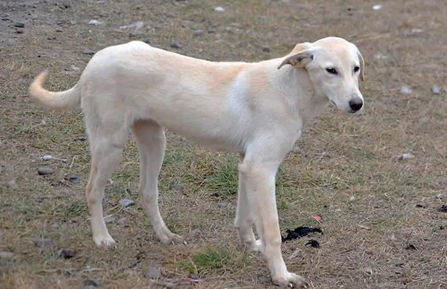 Как долго 7-месячный щенок остается в течке?