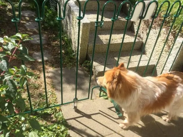 Почему собаки вдруг начинают лаять?