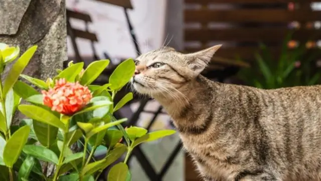 Любят ли кошки кошачьи деревья?