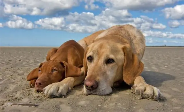 Насколько большим будет микс хаски-бордер-колли?