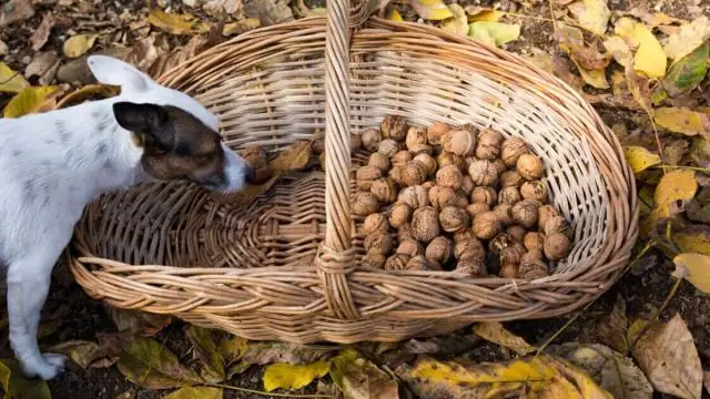 Может ли собака съесть игрушку Конга?