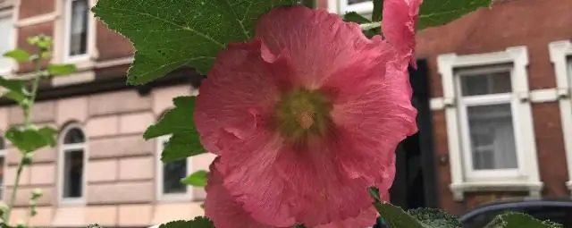 Сколько метронидазола я могу дать кошке?