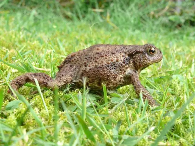 Где живут обыкновенные жабы?