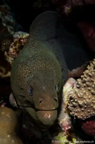 Где на Филиппинах водится самая маленькая рыба?