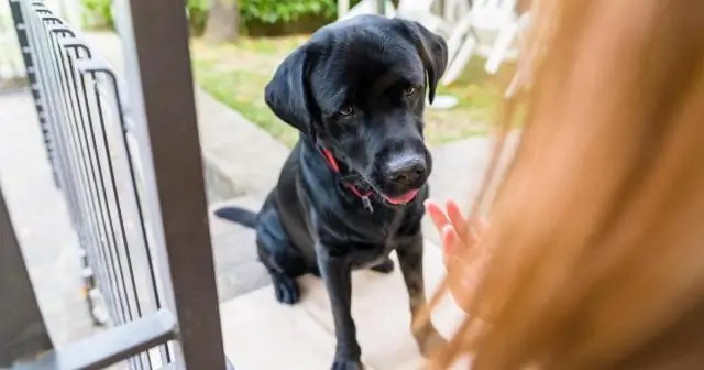 Что делать с мешком для яиц богомола?