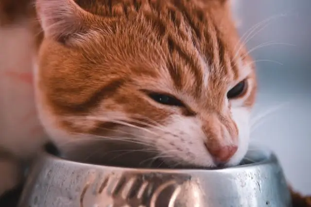 Почему моя кошка спит и не ест?