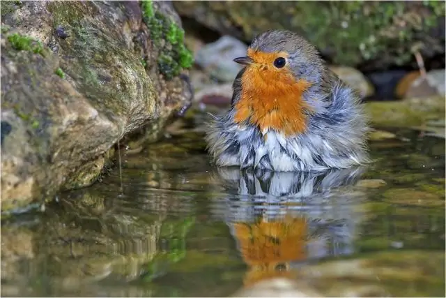 Птицы сбрасывают кожу?