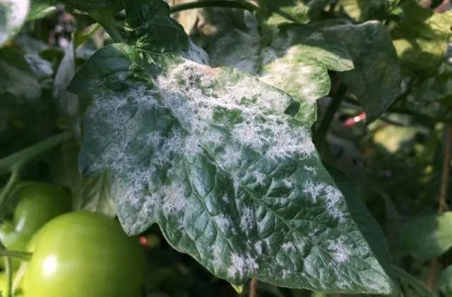 Безопасна ли перекись водорода для птиц?