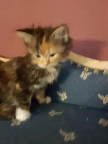 Где живут висайские свиньи?