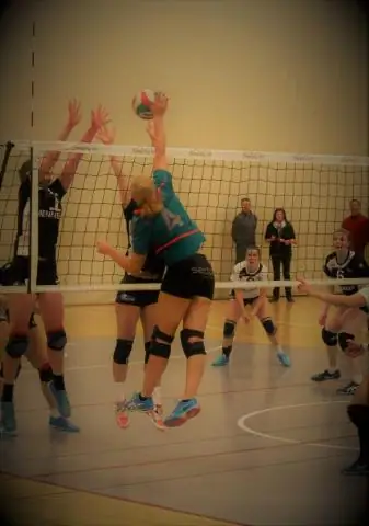 Какая собака самая популярная?