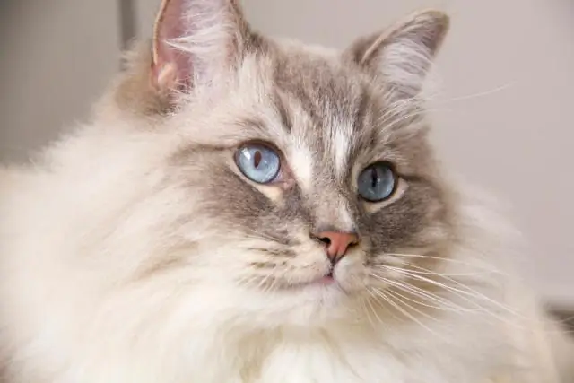 Насколько большими становятся домашние короткошерстные полосатые кошки?