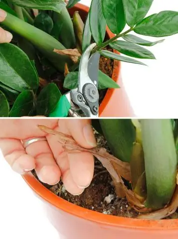 Могу ли я сам ухаживать за своей кошкой?