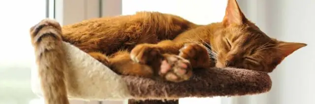 Как мне защитить мою кормушку для ежей от кошек?