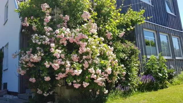 Смертельно ли Голубой Главкус?