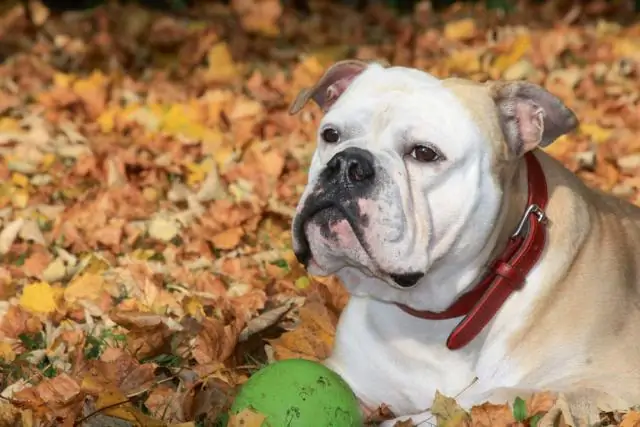 Почему у мопсов плоские носы?