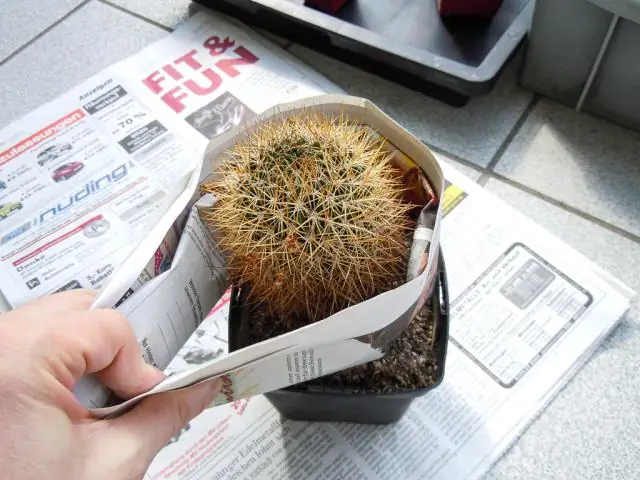 Как пересаживать драцену?