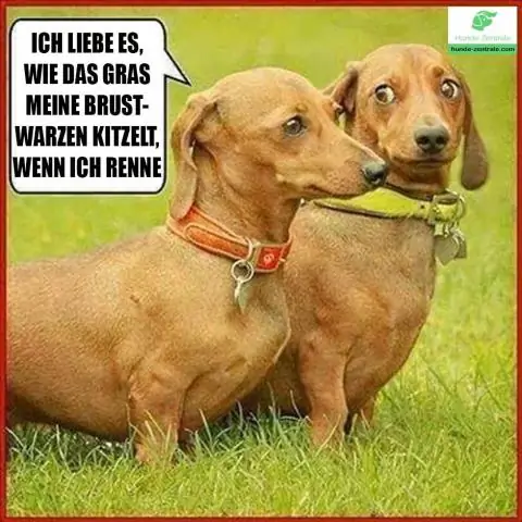 Как мне не дать собаке испортить траву?