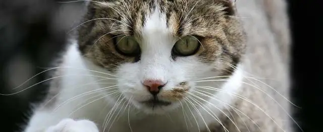 Как выглядит укус клеща на кошке?