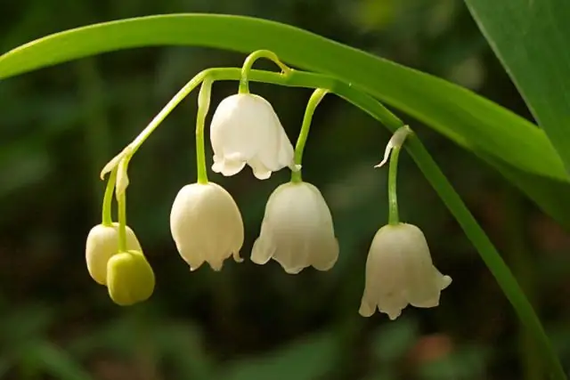 Ядовиты ли ирисы для кошек?