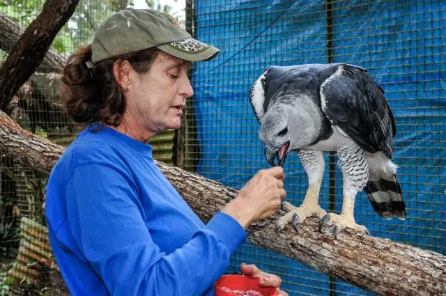 Как уберечь индюков от кормушек для птиц?