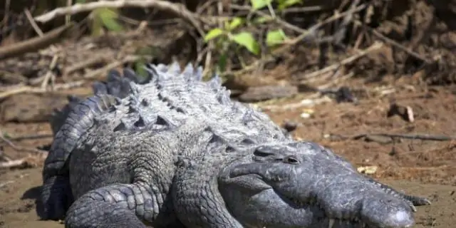 Какие животные обитают в Мексике?