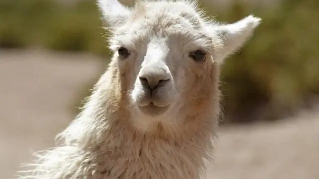 Насколько велики карликовые карликовые козы?