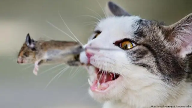 Токсоплазмоз убивает вас?