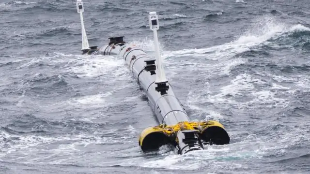 Что едят ящерицы-аллигаторы Сан-Франциско?