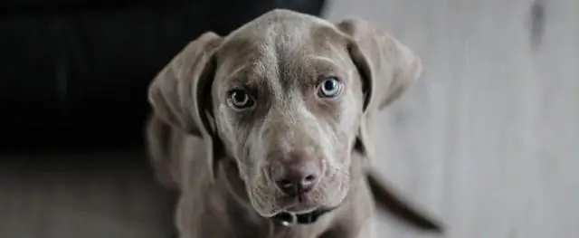 Как я могу помочь своей собаке опорожнить мочевой пузырь?